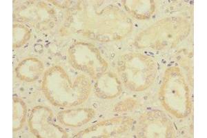 Immunohistochemistry of paraffin-embedded human kidney tissue using ABIN7158545 at dilution of 1:100 (FCGR2C 抗体  (AA 43-223))