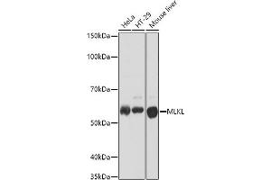 Western blot analysis of extracts of various cell lines, using MLKL antibody (ABIN7268669) at 1:1000 dilution. (MLKL 抗体)