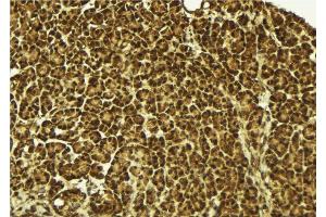 ABIN6279483 at 1/100 staining Mouse pancreas tissue by IHC-P. (HNRPDL 抗体  (C-Term))