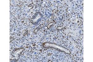IHC analysis of SAMHD1 using anti-SAMHD1 antibody (ABIN7601515).