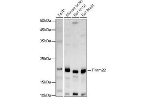 Western blot analysis of extracts of various cell lines, using Timm22 antibody (ABIN7270926) at 1:1000 dilution. (TIMM22 抗体)