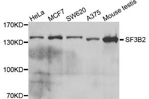 Western blot analysis of extracts of various cell lines, using SF3B2 antibody. (SF3B2 抗体)