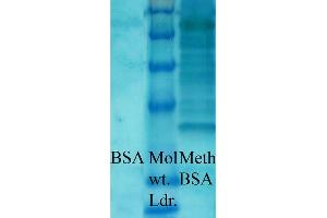Western blot analysis of Bovine serum albumin showing detection of Methylated Lysine protein using Rabbit Anti-Methylated Lysine Polyclonal Antibody . (Lysine (lys) (methylated) 抗体 (Biotin))