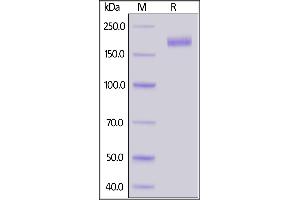 Biotinylated SARS-CoV-2 S protein, His,Avitag, Super stable trimer on SDS-PAGE under reducing (R) condition. (SARS-CoV-2 Spike Protein (Super Stable Trimer) (His tag,AVI tag,Biotin))