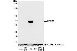 Western Blotting (WB) image for anti-Forkhead Box P3 (FOXP3) (AA 275-325) antibody (ABIN7455209)