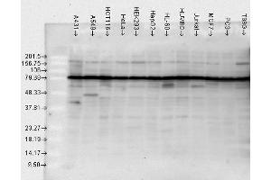 Western blot analysis of Human Cell line lysates showing detection of HSP90 protein using Rabbit Anti-HSP90 Polyclonal Antibody . (HSP90 抗体  (Biotin))