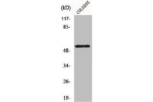 Western Blot analysis of COLO205 cells using KCNG2 Polyclonal Antibody (Kcng2 抗体  (Internal Region))