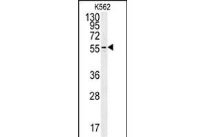 OX Antibody (Center) (ABIN652045 and ABIN2840519) western blot analysis in K562 cell line lysates (35 μg/lane). (PAOX 抗体  (AA 467-496))