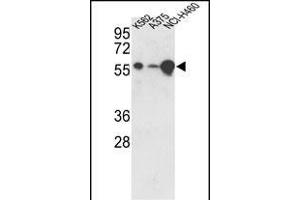 Western blot analysis of hUSP3- (ABIN388881 and ABIN2839174) in K562, , NCI- cell line lysates (35 μg/lane). (USP3 抗体  (C-Term))