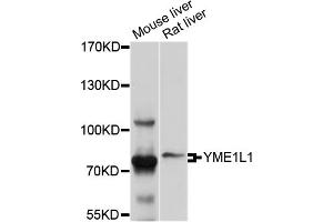 Western blot analysis of extracts of various cell lines, using YME1L1 antibody (ABIN4905647) at 1:1000 dilution. (YME1L1 抗体)