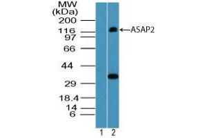 Image no. 1 for anti-ArfGAP with SH3 Domain, Ankyrin Repeat and PH Domain 2 (ASAP2) (AA 700-750) antibody (ABIN960087) (ASAP2 抗体  (AA 700-750))
