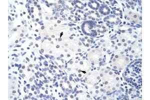 ZBTB38 antibody was used for immunohistochemistry at a concentration of 4-8 ug/ml to stain Epithelial cells of renal tubule (arrows) in Human Kidney. (ZBTB38 抗体  (N-Term))