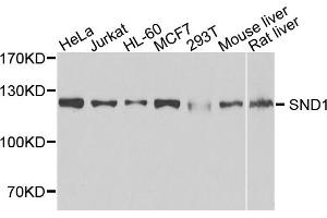 Western blot analysis of extracts of various cell lines, using SND1 antibody (ABIN5973481) at 1/1000 dilution. (SND1 抗体)