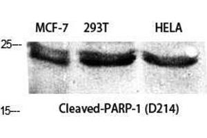 Western Blot (WB) analysis of specific cells using Cleaved-PARP-1 (D214) Polyclonal Antibody. (PARP1 抗体  (Asp214, cleaved))
