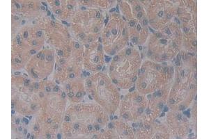 Detection of GHR in Rat Kidney Tissue using Polyclonal Antibody to Growth Hormone Receptor (GHR) (Growth Hormone Receptor 抗体  (AA 353-588))