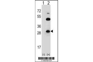 Western blot analysis of CLDN2 using rabbit polyclonal CLDN2 Antibody (Y224) using 293 cell lysates (2 ug/lane) either nontransfected (Lane 1) or transiently transfected (Lane 2) with the CLDN2 gene. (Claudin 2 抗体  (C-Term))
