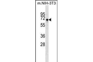 NDOR1 Antibody (Center) (ABIN1538074 and ABIN2849016) western blot analysis in mouse NIH-3T3 cell line lysates (35 μg/lane). (NDOR1 抗体  (AA 207-234))