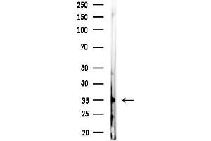 anti-G Protein-Coupled Receptor 141 (GPR141) (Internal Region) antibody