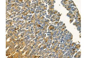 ABIN7094924 and ABIN7098980 at 1/100 staining rat stomach tissue by IHC-P. (RNF40 抗体)