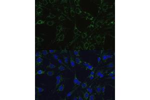 Immunofluorescence (IF) image for anti-Cytochrome C Oxidase Subunit Vb (COX5B) (AA 32-129) antibody (ABIN3016356)