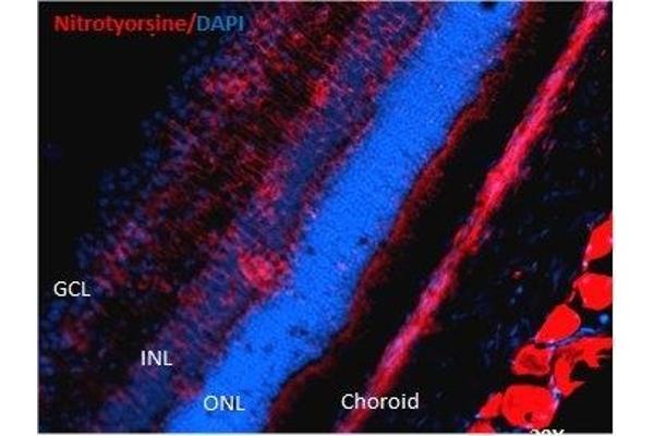 Nitrotyrosine 抗体