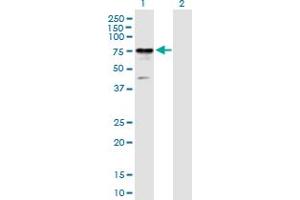 Western Blot analysis of RIOK2 expression in transfected 293T cell line by RIOK2 MaxPab polyclonal antibody. (RIOK2 抗体  (AA 1-552))