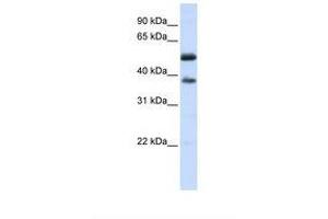Image no. 1 for anti-Leucine Rich Repeat Containing 14 (LRRC14) (AA 144-193) antibody (ABIN6738129) (LRRC14 抗体  (AA 144-193))