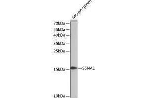 Western blot analysis of extracts of mouse spleen, using SSN antibody (3377) at 1:1000 dilution. (SSNA1 抗体  (AA 1-119))