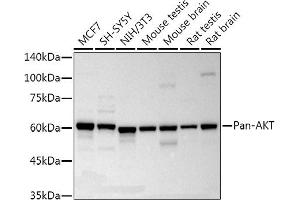 Western blot analysis of extracts of various cell lines, using Pan-AKT Rabbit mAb antibody (ABIN7265519) at 1:10000 dilution. (AKT 1/2/3 抗体)