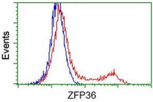 HEK293T cells transfected with either RC202049 overexpress plasmid (Red) or empty vector control plasmid (Blue) were immunostained by anti-ZFP36 antibody (ABIN2454204), and then analyzed by flow cytometry. (ZFP36 抗体)