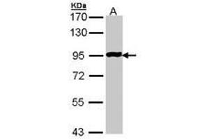 Image no. 1 for anti-G Protein-Coupled Receptor 114 (GPR114) (AA 2-253) antibody (ABIN467487) (GPR114 抗体  (AA 2-253))