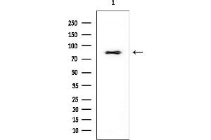 anti-Catenin (Cadherin-Associated Protein), alpha-Like 1 (CTNNAL1) (Internal Region) antibody