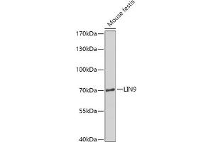 Western blot analysis of extracts of Mouse testis, using LIN9 antibody (ABIN7268270) at 1:1000 dilution. (LIN9 抗体  (AA 350-470))