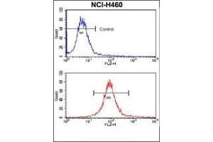 Flow Cytometry (FACS) image for anti-SRY (Sex Determining Region Y)-Box 2 (SOX2) antibody (ABIN356387) (SOX2 抗体)