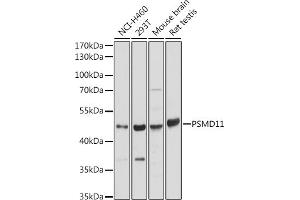 Western blot analysis of extracts of various cell lines, using PSMD11 antibody (ABIN7269587) at 1:2000 dilution. (PSMD11 抗体  (AA 253-422))