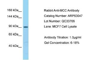 Western Blotting (WB) image for anti-Mutated in Colorectal Cancers (MCC) (C-Term) antibody (ABIN2789347) (MCC 抗体  (C-Term))