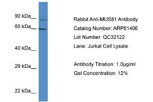 Western Blotting (WB) image for anti-MUS81 Endonuclease Homolog (MUS81) (Middle Region) antibody (ABIN786418) (MUS81 抗体  (Middle Region))