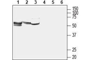 Western Blotting (WB) image for anti-Solute Carrier Family 7 (Cationic Amino Acid Transporter, Y+ System), Member 5 (SLC7A5) (AA 222-235) antibody (ABIN7043750)