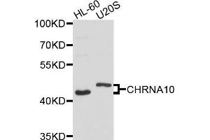 Western blot analysis of extracts of HL60 and U20S cells, using CHRNA10 antibody. (CHRNA10 抗体)