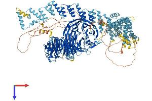GEMIN5 Protein (AA 1-1508) (His tag)