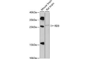 Western blot analysis of extracts of various cell lines, using RD3 antibody (ABIN6133326, ABIN6146834, ABIN6146835 and ABIN6217059) at 1:1000 dilution. (RD3 抗体  (AA 1-195))
