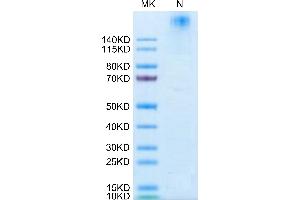 PE-Labeled Human HLA-G Tetramer on Tris-Bis PAGE under reduced condition. (HLAG Protein (AA 25-305, Tetramer) (PE,His-Avi Tag,Peptide (RIIPRHLQL)))