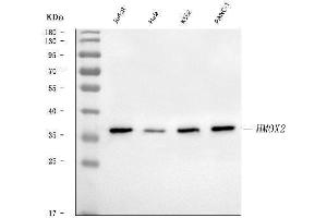 Western blot analysis of Heme oxygenase 2/HMOX2 using anti-Heme oxygenase 2/HMOX2 antibody (ABIN7601766).