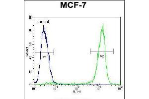 Flow cytometric analysis of MCF-7 cells (right histogram) compared to a negative control cell (left histogram). (ZNF829 抗体  (AA 127-155))