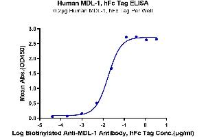 ELISA image for C-Type Lectin Domain Family 5, Member A (CLEC5A) (AA 26-188) protein (Fc Tag) (ABIN7274355)