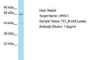 Host: Rabbit Target Name: LRRC1 Sample Type: 721_B Whole Cell lysates Antibody Dilution: 1. (LRRC1 抗体  (C-Term))