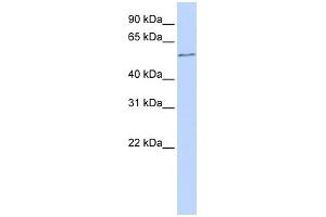 WB Suggested Anti-ONECUT2 Antibody Titration:  0. (ONECUT2 抗体  (N-Term))
