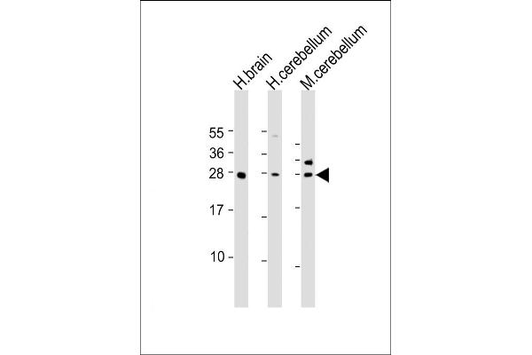 KCTD11 Antikörper  (AA 21-53)