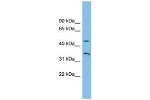 Image no. 1 for anti-RHBG (AA 35-84) antibody (ABIN6744869) (RHBG 抗体  (AA 35-84))