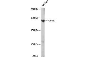 Western blot analysis of extracts of rat liver, using PLXNB3 antibody (ABIN7269424) at 1:1000 dilution. (Plexin B3 抗体  (AA 1050-1250))